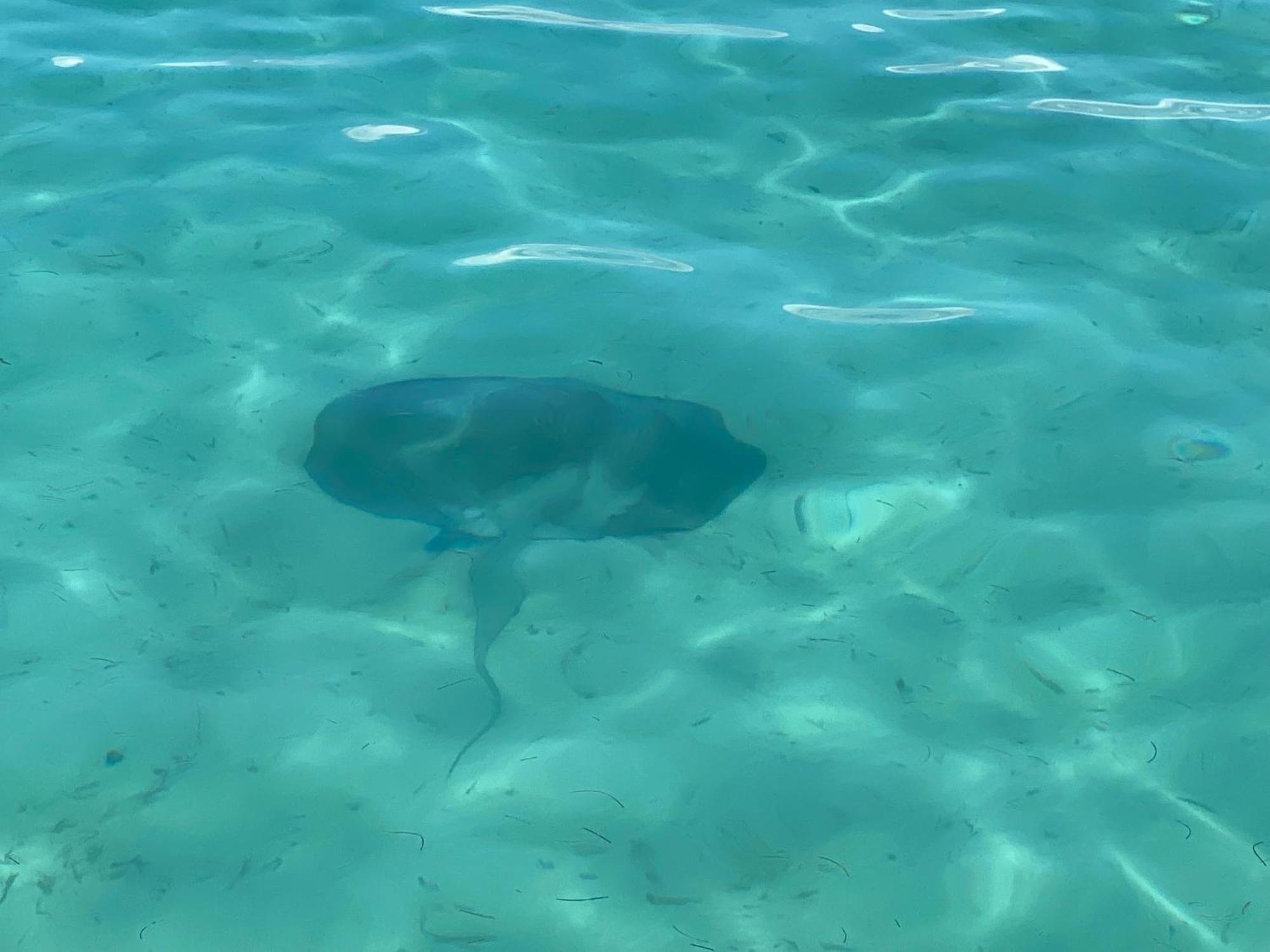 Dolphin Blue Paradise Bocas del Toro Zewnętrze zdjęcie